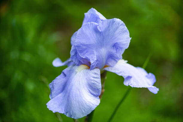 istock Beautiful summer flowers. Blossom background. Sunny day. 1250103573