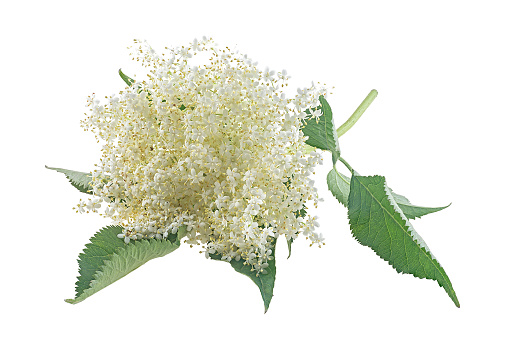 Elderberry with flowers and leaves isolated on a white background. Blossoming elder. Sprig of sambucus with green leaves and flowers.