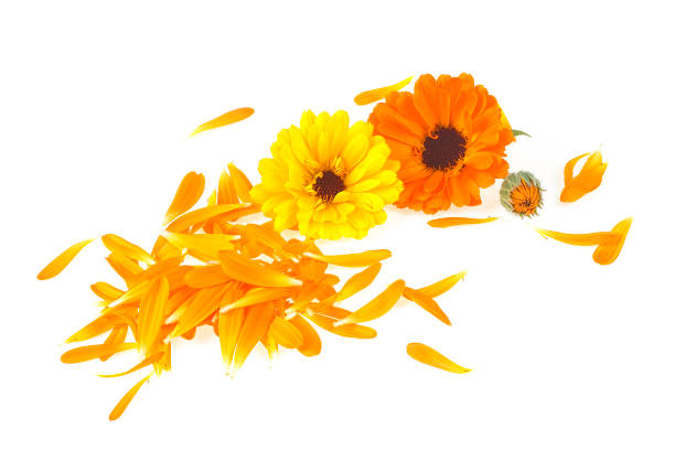istock Calendula. Marigold flowers with petals isolated on a white background. 1250104139