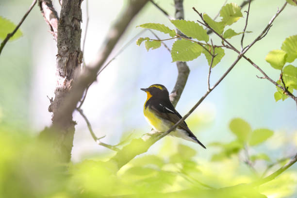 istock Narcissus Flycatcher on the branch of tree 1250106532
