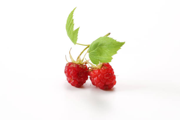 istock freshly picked raspberries in a white background 1250106586