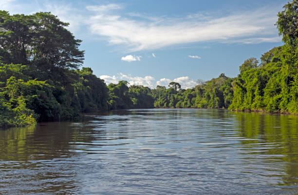 istock Tropical Trees and a Tropical Rainforest River 1250110415