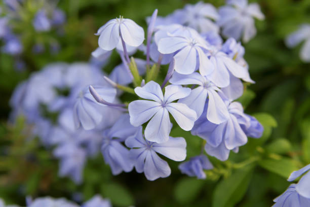 istock Blue cape leadwort flowers close-up 1250112174