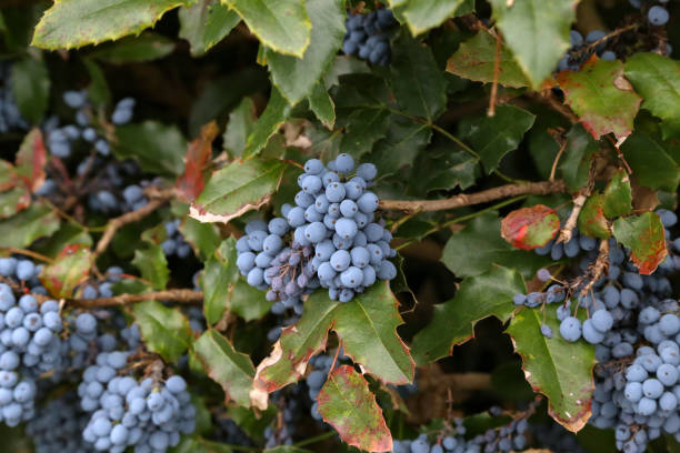 istock Blue berries in the forest / Blue berries on branches 1250112190