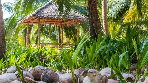 Coconuts on the ground, growing new Palmtrees in Krong Siem Reap, Siem Reap Province, Cambodia