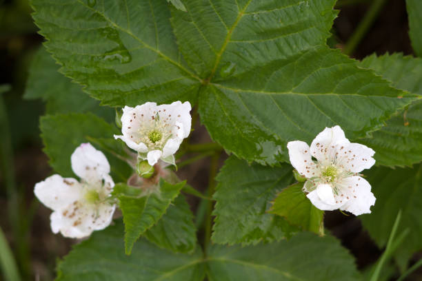 istock Blackberry flowers on a bush close-up 1250113265