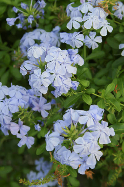 istock Blue cape leadwort flowers close-up 1250113296