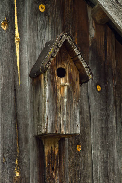 istock Old birdhouse on a wooden wall 1250113314