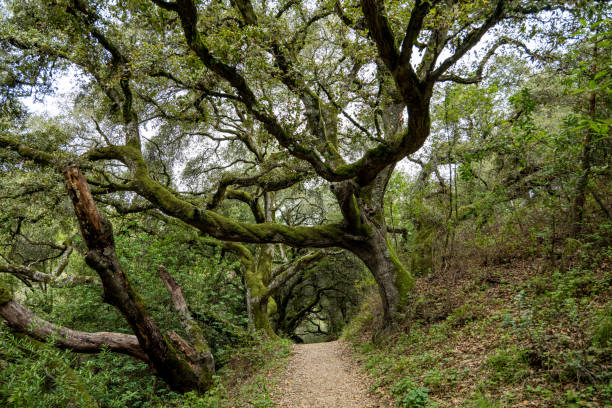 grandes árboles de roble crecen en los lados del túnel de trail making en california - oakland california fotografías e imágenes de stock