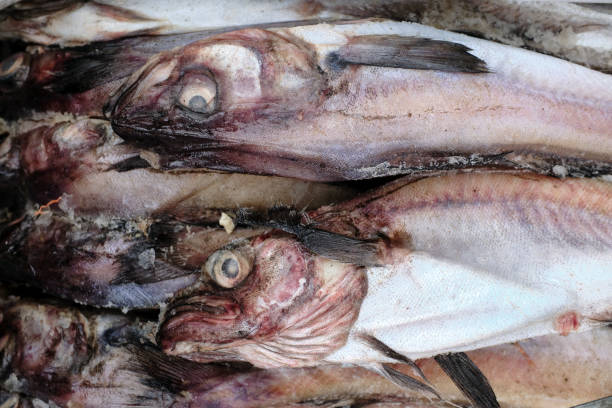 istock Fresh fish at a local market 1250113416
