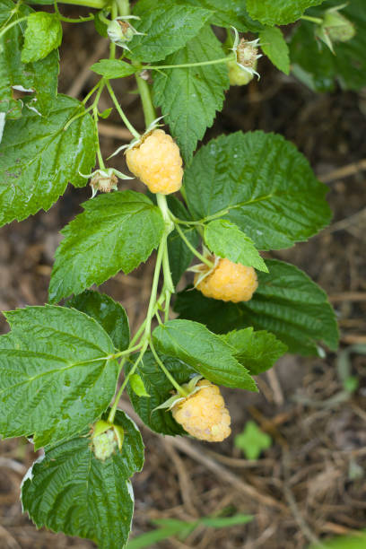 istock Yellow raspberries on a branch 1250113436