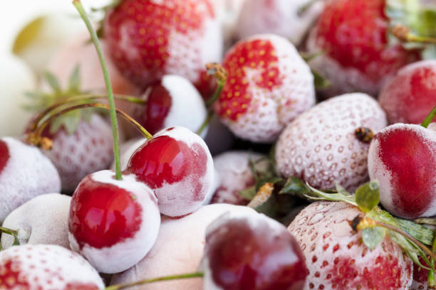 frozen fruits - wet strawberry macro fruit imagens e fotografias de stock