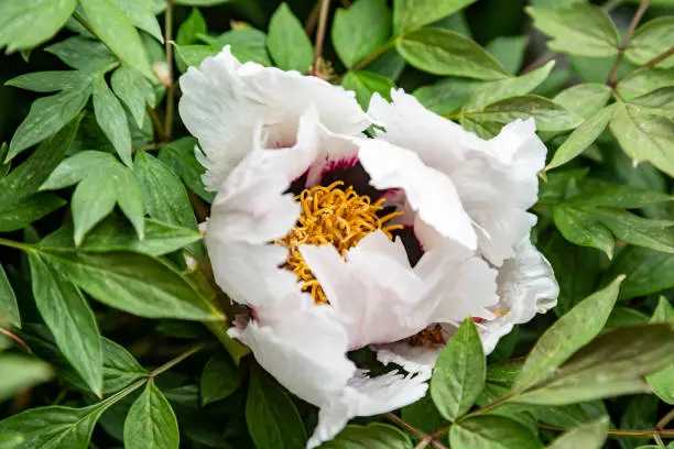 A blooming half-closed flower of a white tree peony. Horizontal orientation. High quality photo.