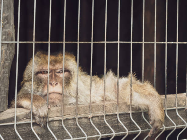 istock Sad monkey in a cage. Lonely animal in captivity. 1250116484