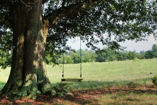 Wooden swing in tree overlooking farmland, Athens, GA