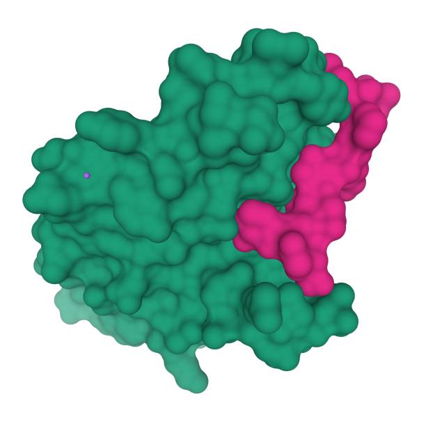 istock Crystal structure of the human calcitonin receptor ectodomain (green) in complex with a truncated salmon calcitonin analog (pink) 1250116705