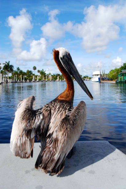 istock close up on pelican 1250117152