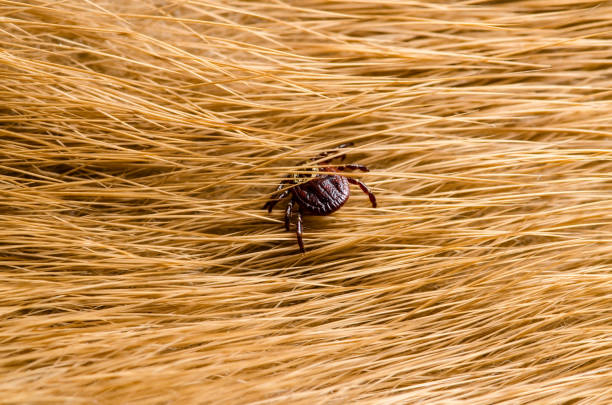 Encephalitis Virus or Lyme Borreliosis Disease Infectious Dermacentor Tick Arachnid Parasite Insect on Animal Fur stock photo