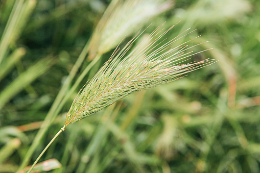 Green wheat ears in the field