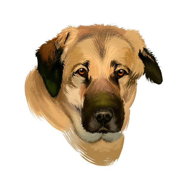 istock Anatolian Shepherd Dog digital art illustration isolated on white background. Anatolian Shepherd dog muscular breed with thick neck, broad head, and sturdy body, white cream color portrait 1250119364