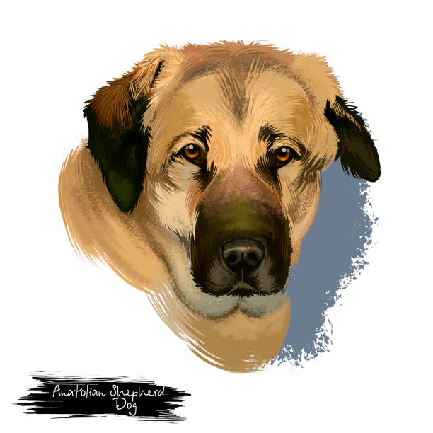 istock Anatolian Shepherd Dog digital art illustration isolated on white background. Anatolian Shepherd dog muscular breed with thick neck, broad head, and sturdy body, white cream color portrait 1250119385