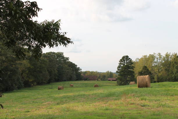 Field of hay bales with trees at sunset, farm scene, Athens, GA
