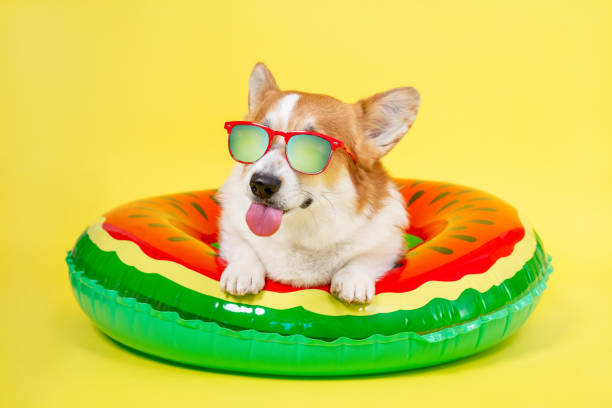 Smiling welsh corgi pembroke dog in red sunglasses with polarizing lenses lies in inflated life buoy for swimming shows tongue and teases on yellow background, front view, copy space for juicy advertising text perro gruñón gruñón sonriente en gafas de sol rojas con lentes polarizadoras se encuentra en la boya de vida inflada para nadar muestra la lengua y las burlas sobre el fondo amarillo, vista frontal, espacio de copia para texto publicitario jugoso