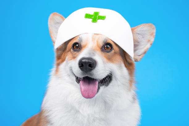 retrato de lindo sonriente galés corgi pembroke o perro cárdigan en enfermeras blancas gorra médica con sobre fondo azul, vista frontal, espacio de copia. disfraces de disfraces para mascotas en halloween - doctor dog portrait animal hospital fotografías e imágenes de stock