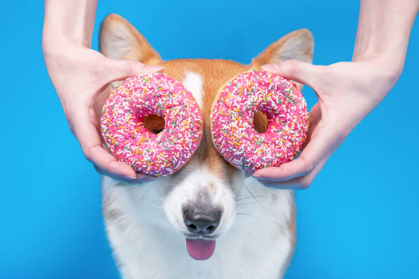 mano hombre sosteniendo rosquillas rosas frescas cerca de los ojos de lindo perro galés corgi pembrokeon fondo azul brillante.  copiar espacio - dog smiling animal tongue pink fotografías e imágenes de stock