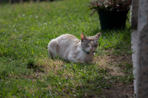 istock White rooster isolated in a garden with green grass. 1250120977