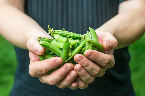 White man is holding a handful of fresh picked green pea pods. Good green pea crop.