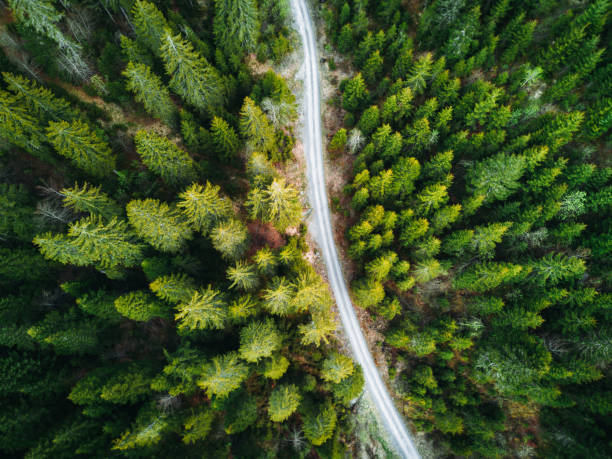 istock summer forest aerial view in switzerland 1250121704