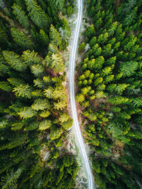 istock summer forest aerial view in switzerland 1250121932