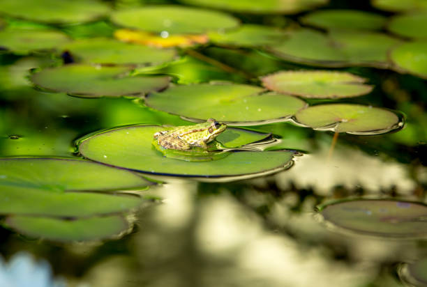 A frog in the pond is holding a lily leaf