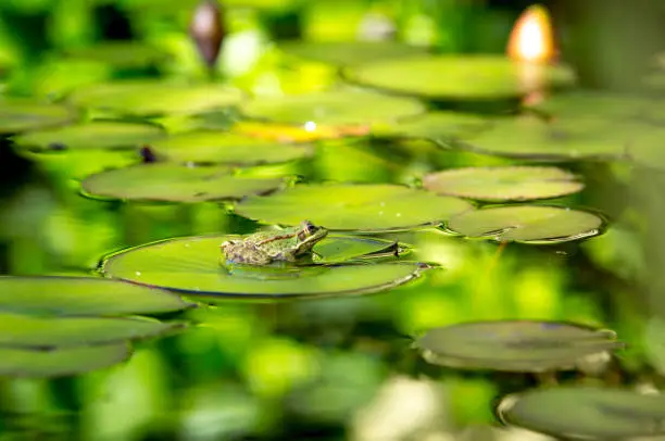 Photo of Frog on the pond. The frog basks in the sun sitting on a lotus leaf.
