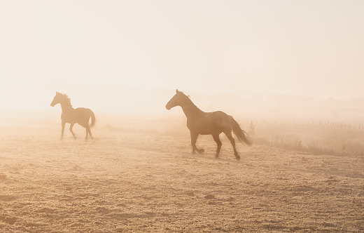 horses galloping in the fog at sunrise
