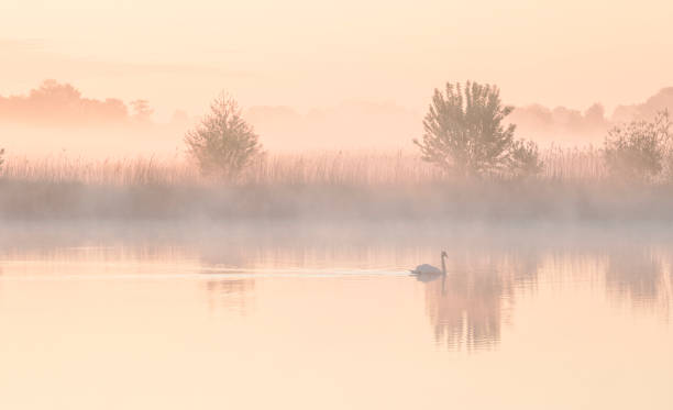 여름에 안개 일출 동안 호수에 백조 - swan bird water fog 뉴스 사진 이미지