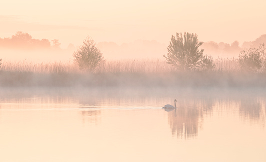 swan on lake during misty sunrise in summer