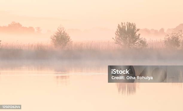 Swan On Lake During Misty Sunrise In Summer Stock Photo - Download Image Now - Fog, Dawn, Lake