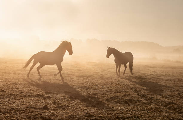 istock horses galloping on misty sunny pasture at sunrise 1250126246