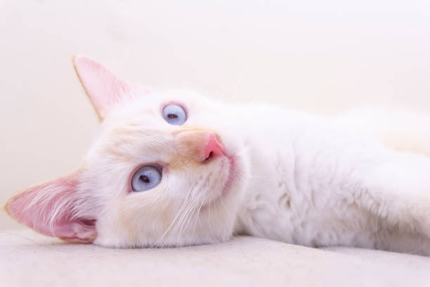 This is my pet cat and in his relaxed moments, I photographed him in the living room of my apartment.