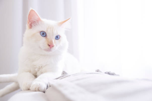 istock Communicative behavior of the cat 1250129825