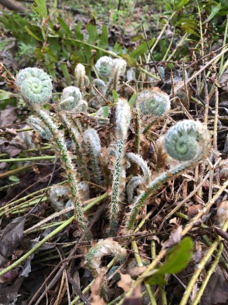 istock Unfurling Fern Leaves 1250129894