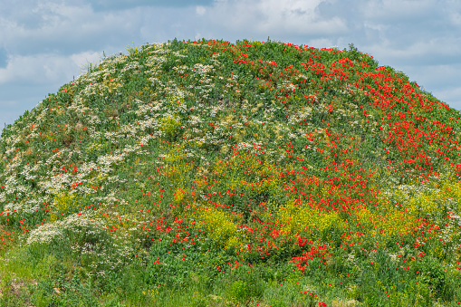 Shot on a hill covered by wild flowers.