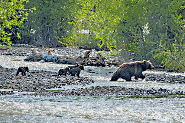 istock Bears crossing stream - photo art 1250132616