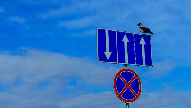 istock Crow sits on a road sign on a classic blue sky background. Space for text. 1250132629