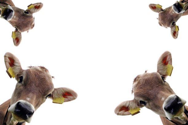 fondo blanco con cabezas de ganado joven y marrón. collage con cabeza de vaca - cencerro fotos fotografías e imágenes de stock
