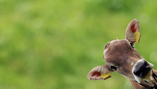 The head of a young curious brown cow against a green background