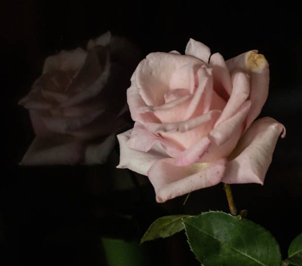 istock A reflection of a pink rose 1250134610
