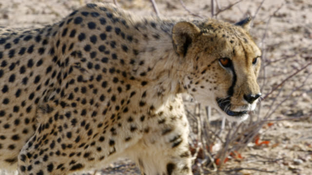 CU Cheetah stalking,Namibia,Africa